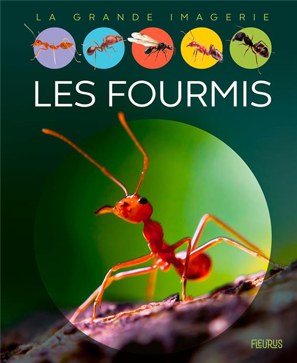 Les fourmis