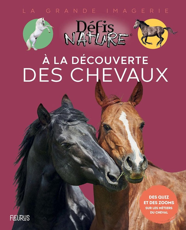 à la découverte des chevaux