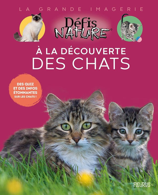 A la découverte des chats