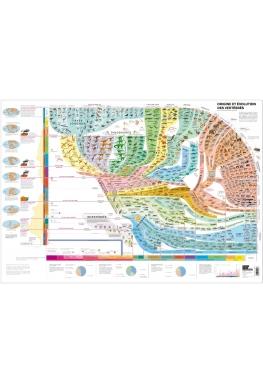 Atlas des vertebres - poster - origine et evolution des vertebres