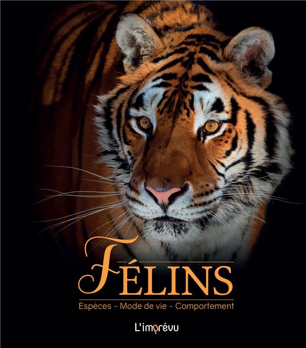 Félins : espèces, mode de vie, comportement