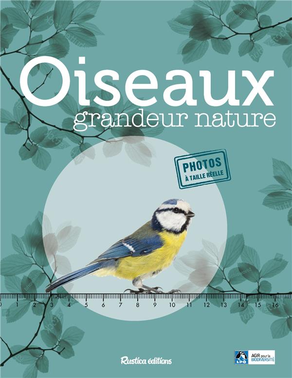 Oiseaux grandeur nature